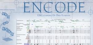 GÉNOME: L’ADN poubelle, pas si junk que ça – ENCODE