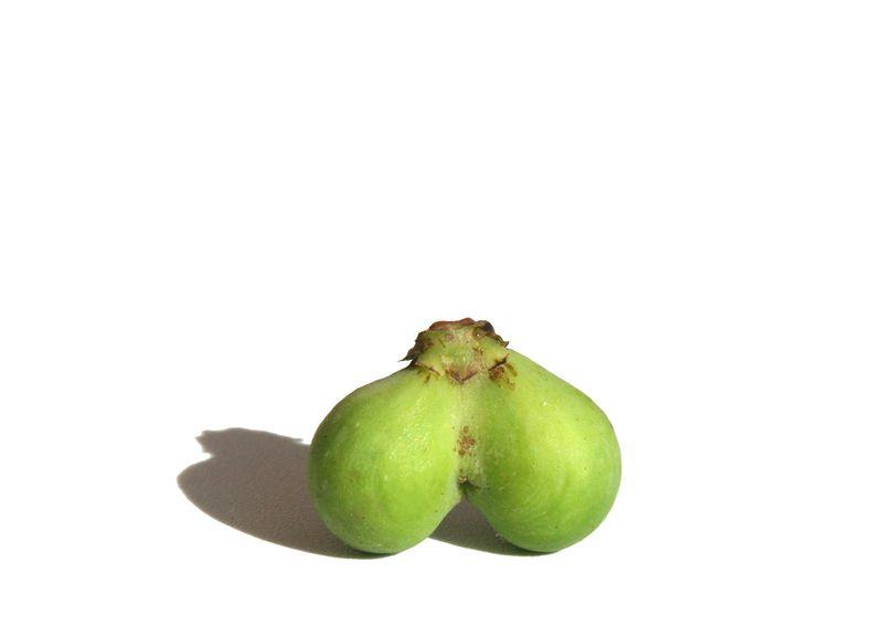 Common fig figue double