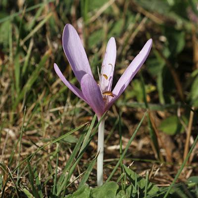 Dans les prés : des prem's.
