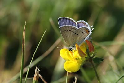 Dans les prés : des prem's.