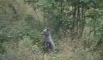 Hautes-Pyrénées : les associations s’opposent à l’effarouchement de l’ours !