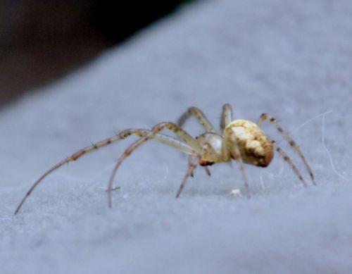 3 romilly 5 sept 2012 027.jpg