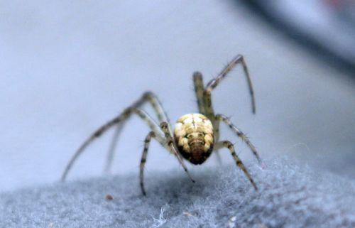 1 romilly 5 sept 2012 032.jpg