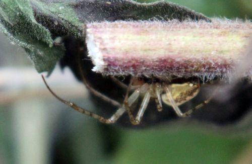 5 romilly 5 sept 2012 036.jpg