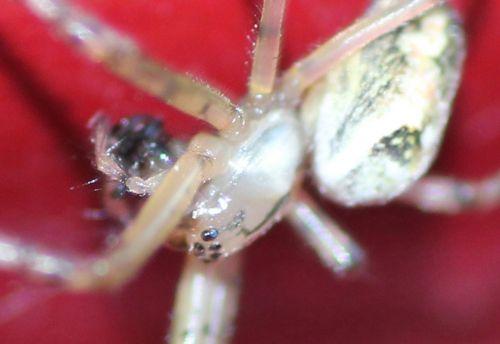 c romilly 5 sept 2012 080.jpg