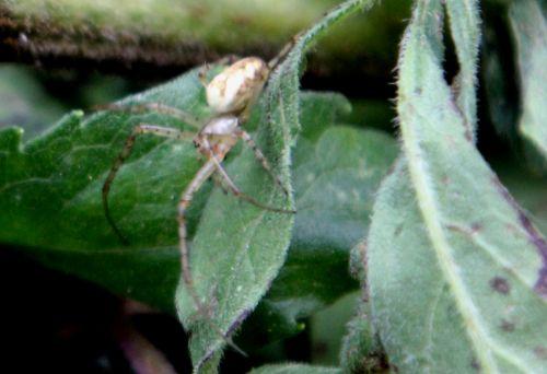 4 romilly 5 sept 2012 034.jpg