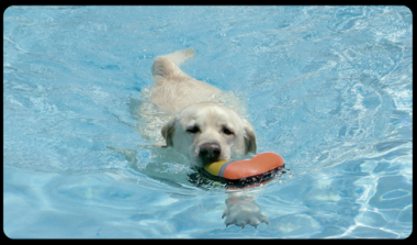 Promotion -20% chez Aquacanine !