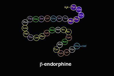 Endorphines