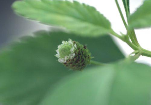 5 lippia 7 sept 2012 022.jpg