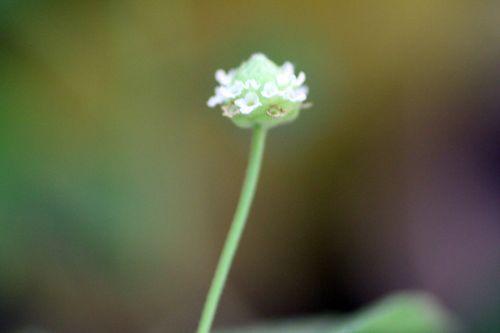 8 lippia 7 sept 2012 030.jpg