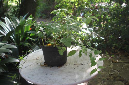 1 lippia 7 sept 2012 002.jpg