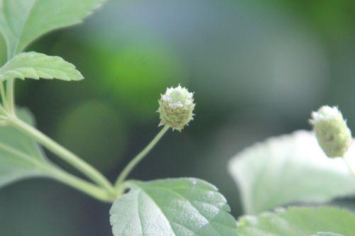 4 lippia 7 sept 2012 006.jpg