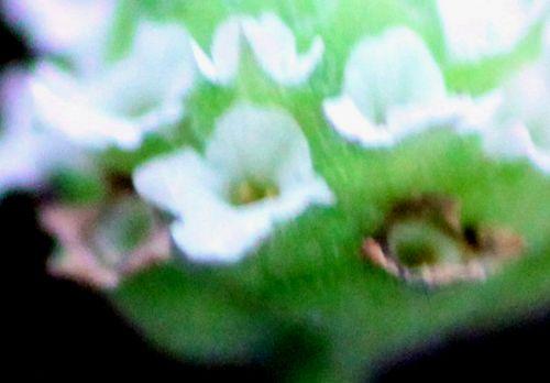 lippia fleur 7 sept 2012 030.jpg