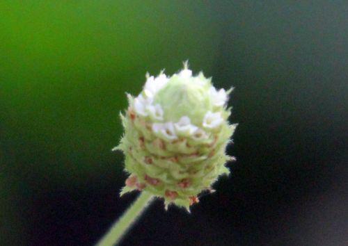 6 lippia rec 7 sept 2012 006.jpg