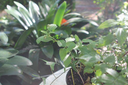 3 lippia 7 sept 2012 005.jpg