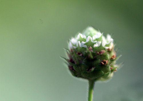 7 lippia 7 sept 2012 010.jpg