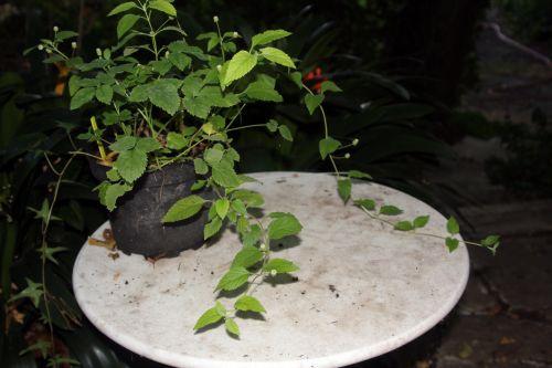 2 lippia 7 sept 2012 077.jpg