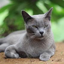 Le chat birman