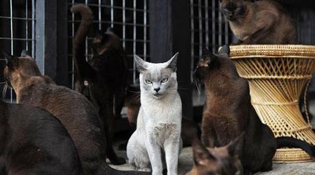 Le chat birman