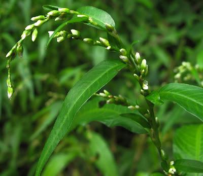 Au bord de l’eau (13) : quatre Renouées (Polygonum)