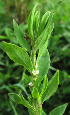Au bord de l’eau (13) : quatre Renouées (Polygonum)