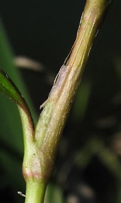 Au bord de l’eau (13) : quatre Renouées (Polygonum)