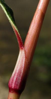 Au bord de l’eau (13) : quatre Renouées (Polygonum)