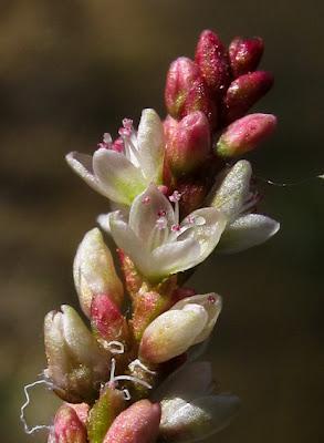 Au bord de l’eau (13) : quatre Renouées (Polygonum)
