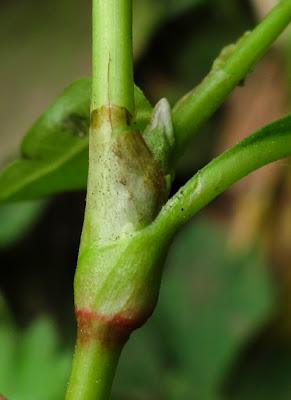 Au bord de l’eau (13) : quatre Renouées (Polygonum)