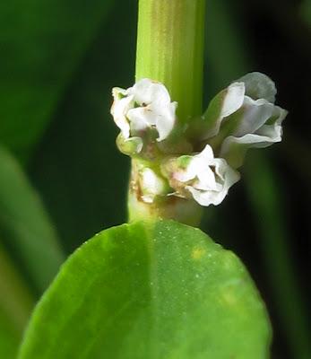 Au bord de l’eau (13) : quatre Renouées (Polygonum)