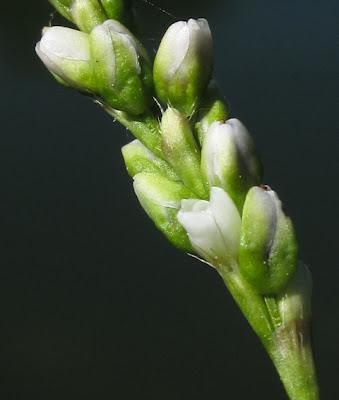 Au bord de l’eau (13) : quatre Renouées (Polygonum)