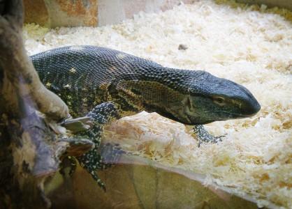 varan