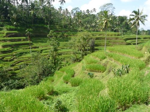 Rices terraces near Ubud, Bali, Indonesia
Le centre de l’île...