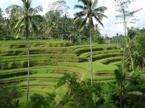 Rices terraces near Ubud, Bali, Indonesia
Le centre de l’île...