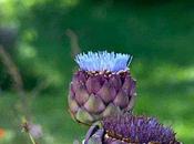 Interlude fleuri entêtant