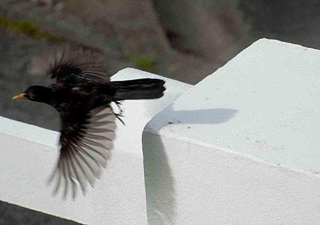 La merlette aux camélias... merle mur s-envole