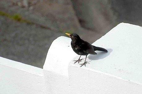 La merlette aux camélias... merle mur 2