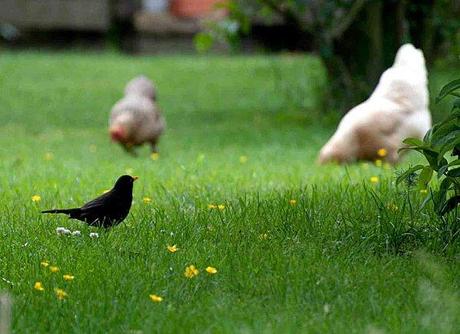 La merlette aux camélias... merle-et-poules