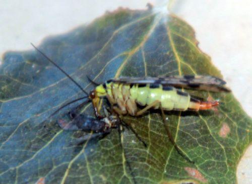 4 panorpe romilly 8 sept 2012 058.jpg