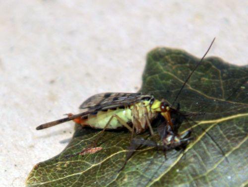 3 panorpe romilly 8 sept 2012 052.jpg
