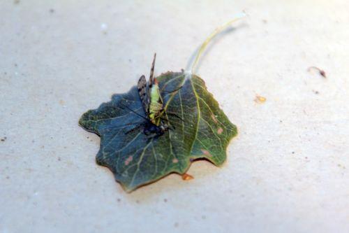 2 panorpe romilly 8 sept 2012 056.jpg