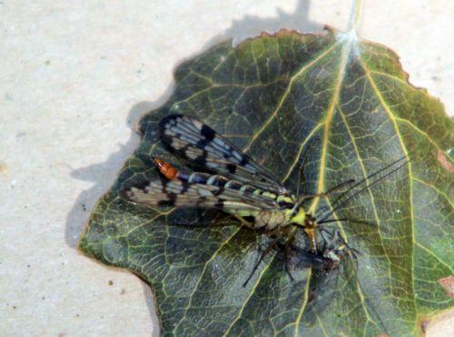 7 panorpa vulgaris romilly 8 sept 2012 054.jpg