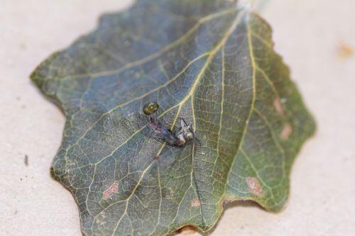 5 bestiole romilly 8 sept 2012 062.jpg