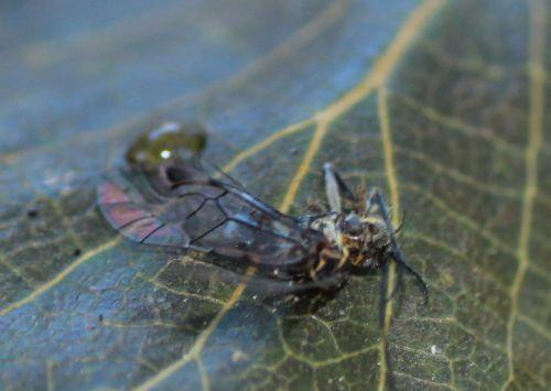 6 bestiole romilly 8 sept 2012 065.jpg