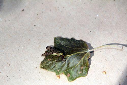 1 panorpe romilly 8 sept 2012 050.jpg