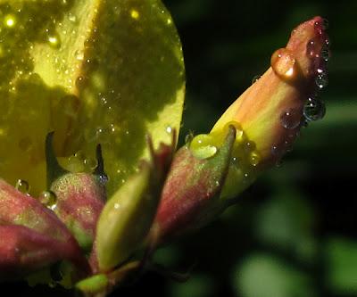 Quelques gouttes de rosée