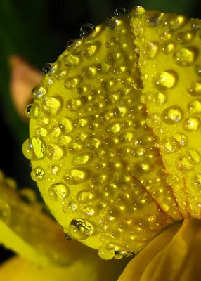 Quelques gouttes de rosée