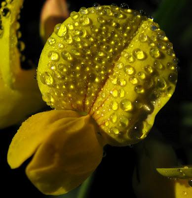 Quelques gouttes de rosée