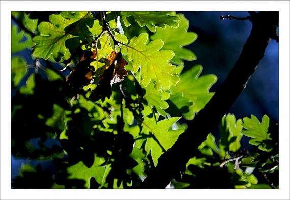 Jardins de la Fontaine, parcs, jardins publics, arbres, fleurs, marroniers, statues