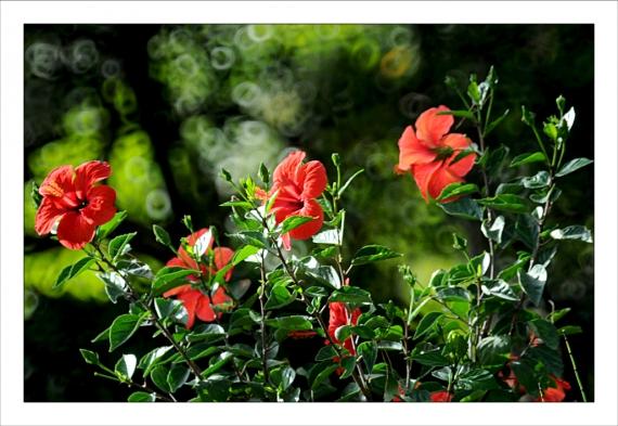 Jardins de la Fontaine, parcs, jardins publics, arbres, fleurs, marroniers, statues